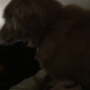 Meet your Posher, Linda